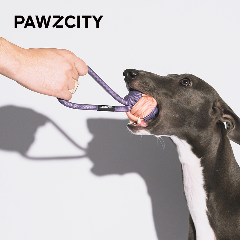 PAWZCITY Interactive Rope Ball With Loop - Taro