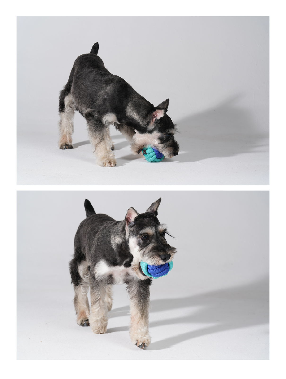 PAWZCITY Interactive Rope Ball - Manhattanhenge